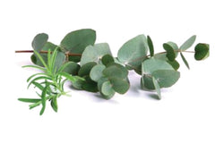 Maison Berger New Fresh Eucalyptus Fragrance